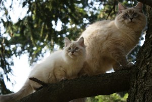 Fialka Siberian Hunter and Tihon Siberian Hunter, parents of Jasmin 