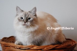 Jasmin Siberian Hunter of Angel of Siberia, gallery 