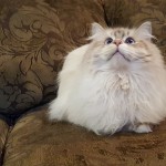 Silver Blue Lynx Point Neva Masquerade Cat Hypoallergenic I Angel of Siberia