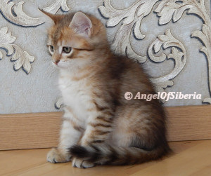 hypoallergenic Siberian kittens washington siberian catteries