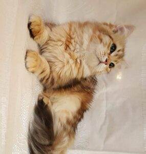 Black Golden Shaded Traditional Cat I Angel of Siberia