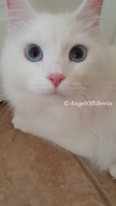 White Solid White Blue Eyes Traditional Kitten I Angel of Siberia