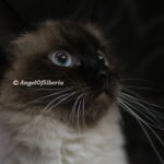Seal Point Neva Masquerade Cat I Angel of Siberia