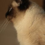 Seal Point Neva Masquerade Cat I Angel of Siberia