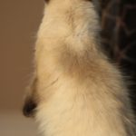 Seal Point Neva Masquerade Cat I Angel of Siberia