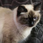 Seal Point Neva Masquerade Cat I Angel of Siberia