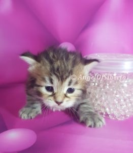 hypoallergenic siberian forest kittens for sale I Angel of Siberia