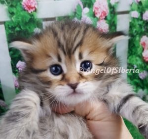 Brown Classic Tabby Traditional Siberian Hypoallergenic Kitten I Angel of Siberia