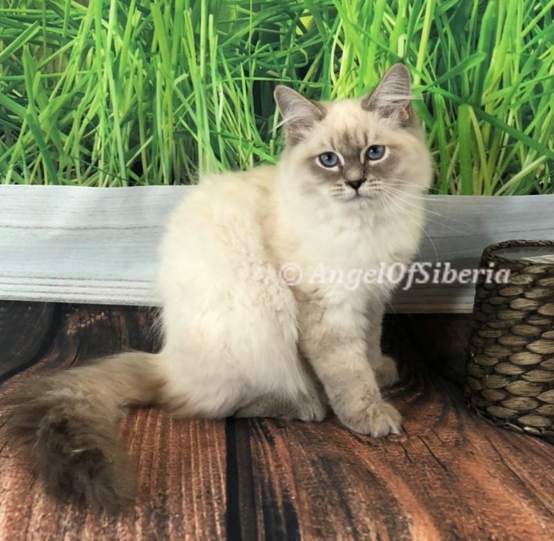 neva masquerade kitten hypoallergenic Siberian kittens washington siberian catteries