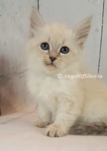 russian kittens for sale siberian cat breeders forest cats for sale siberian forest kittens for sale I Angel of Siberia