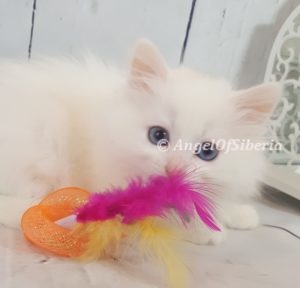 White Solid White Blue eyes Traditional Kitten I Angel of Siberia