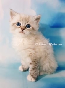 Blue Lynx Point Neva Masquerade Kitten I Angel of Siberia