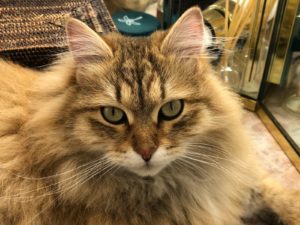 AMBER, BLACK GOLDEN SHADED FEMALE