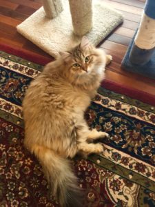 AMBER, BLACK GOLDEN SHADED FEMALE