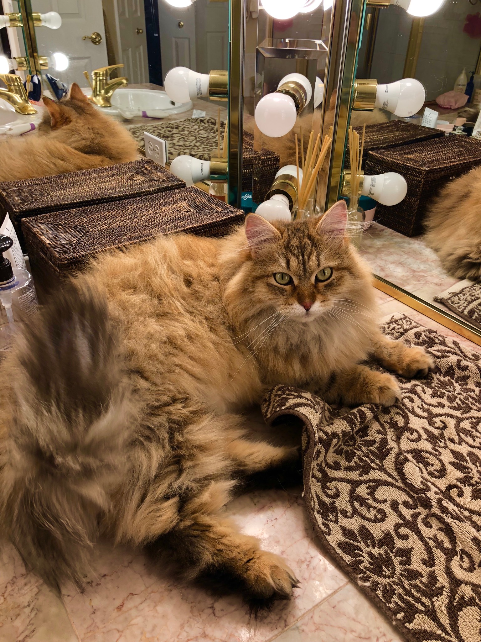 AMBER, BLACK GOLDEN SHADED FEMALE