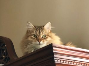 AMBER, BLACK GOLDEN SHADED FEMALE