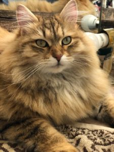 AMBER, BLACK GOLDEN SHADED FEMALE