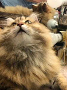 AMBER, BLACK GOLDEN SHADED FEMALE