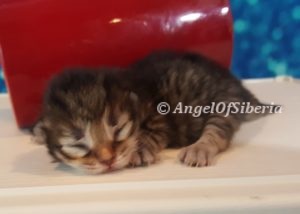 Brown Classic Tabby Traditional Siberian Hypoallergenic Kitten I Angel of Siberia