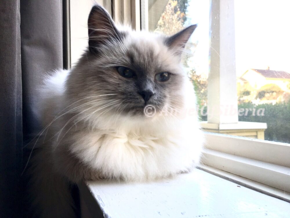 ELVIS BEFRIENDED PUG ON DAY ONE