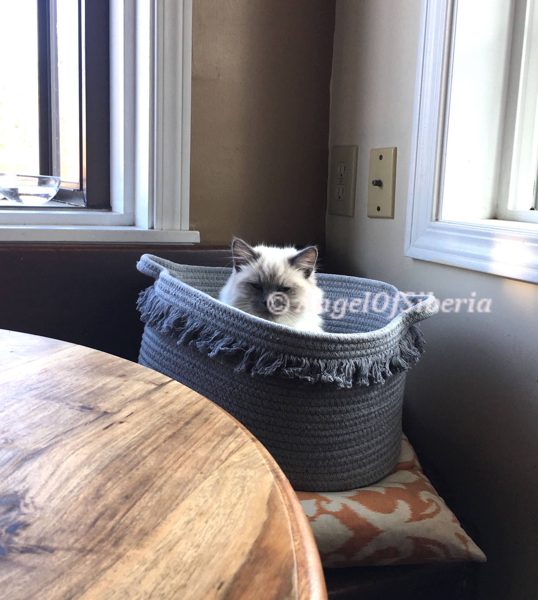 ELVIS BEFRIENDED PUG ON DAY ONE