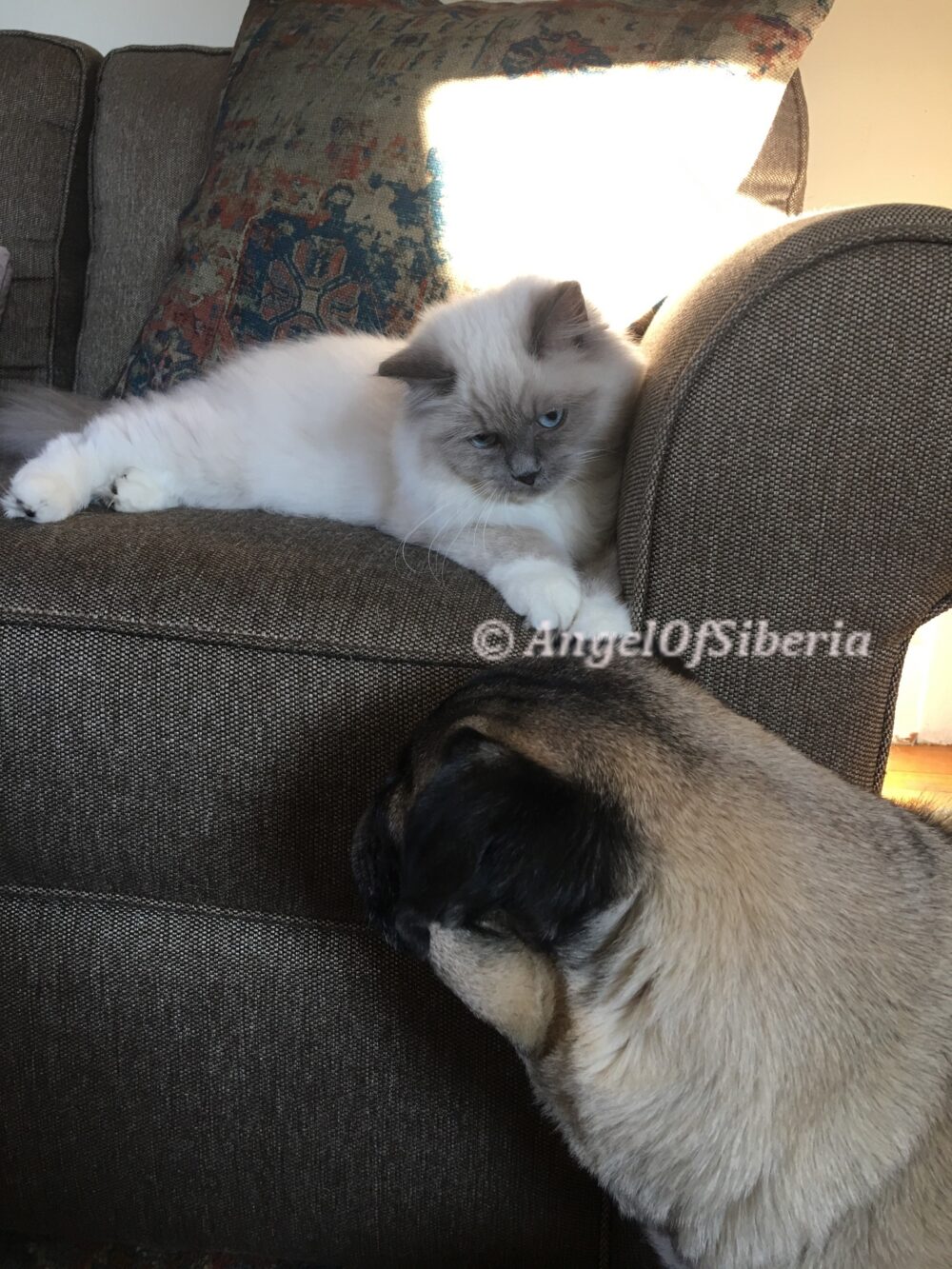 Angel of Siberia Testimonials