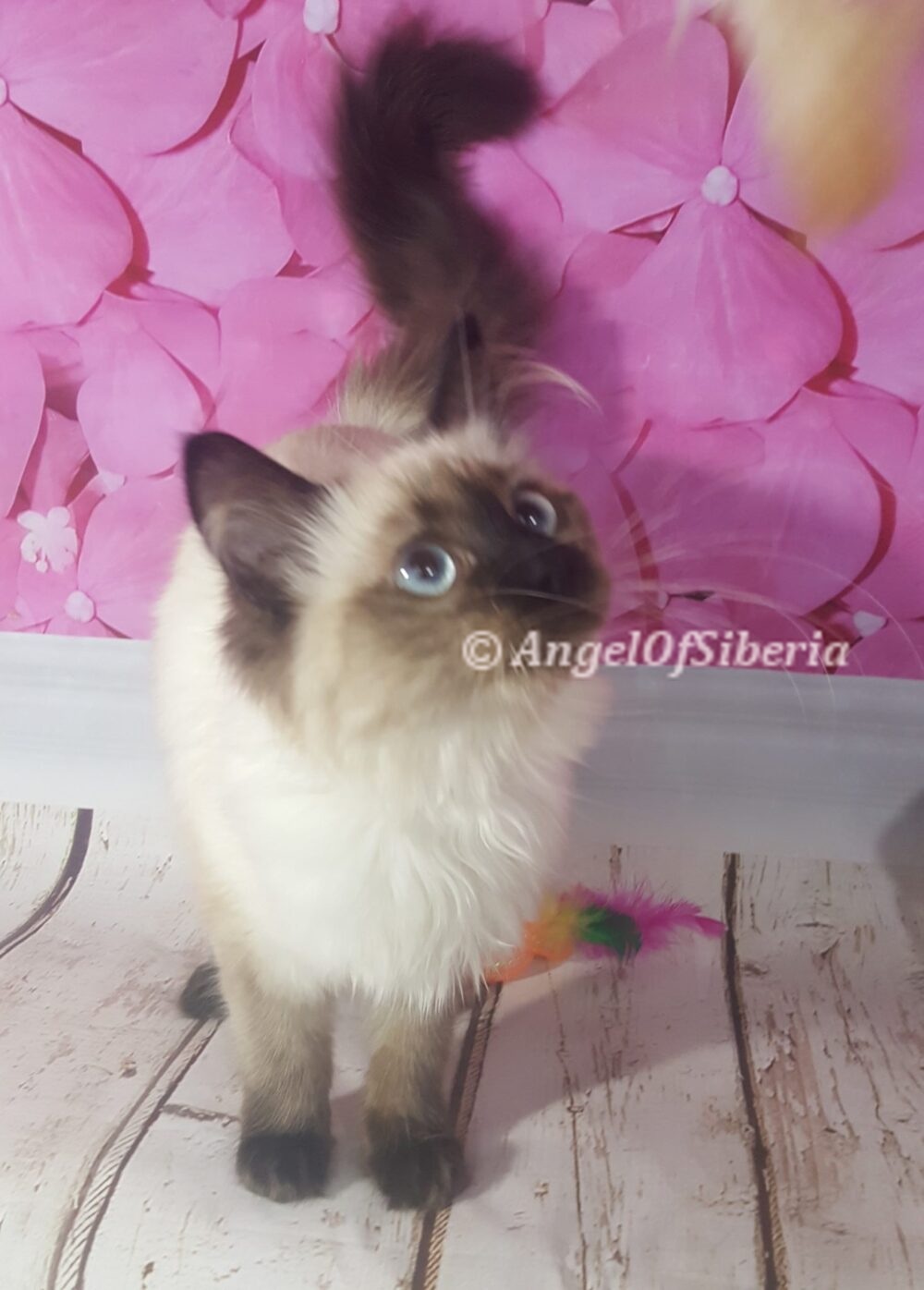 Seal Point Neva Masquerade Kitten I Angel of Siberia