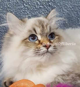 neva masquerade kitten hypoallergenic Siberian kittens washington siberian catteries