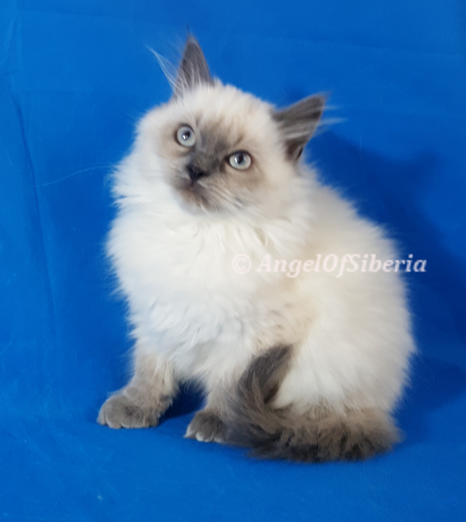 Blue Point Neva Masquerade Cat Hypoallergenic I Angel of Siberia