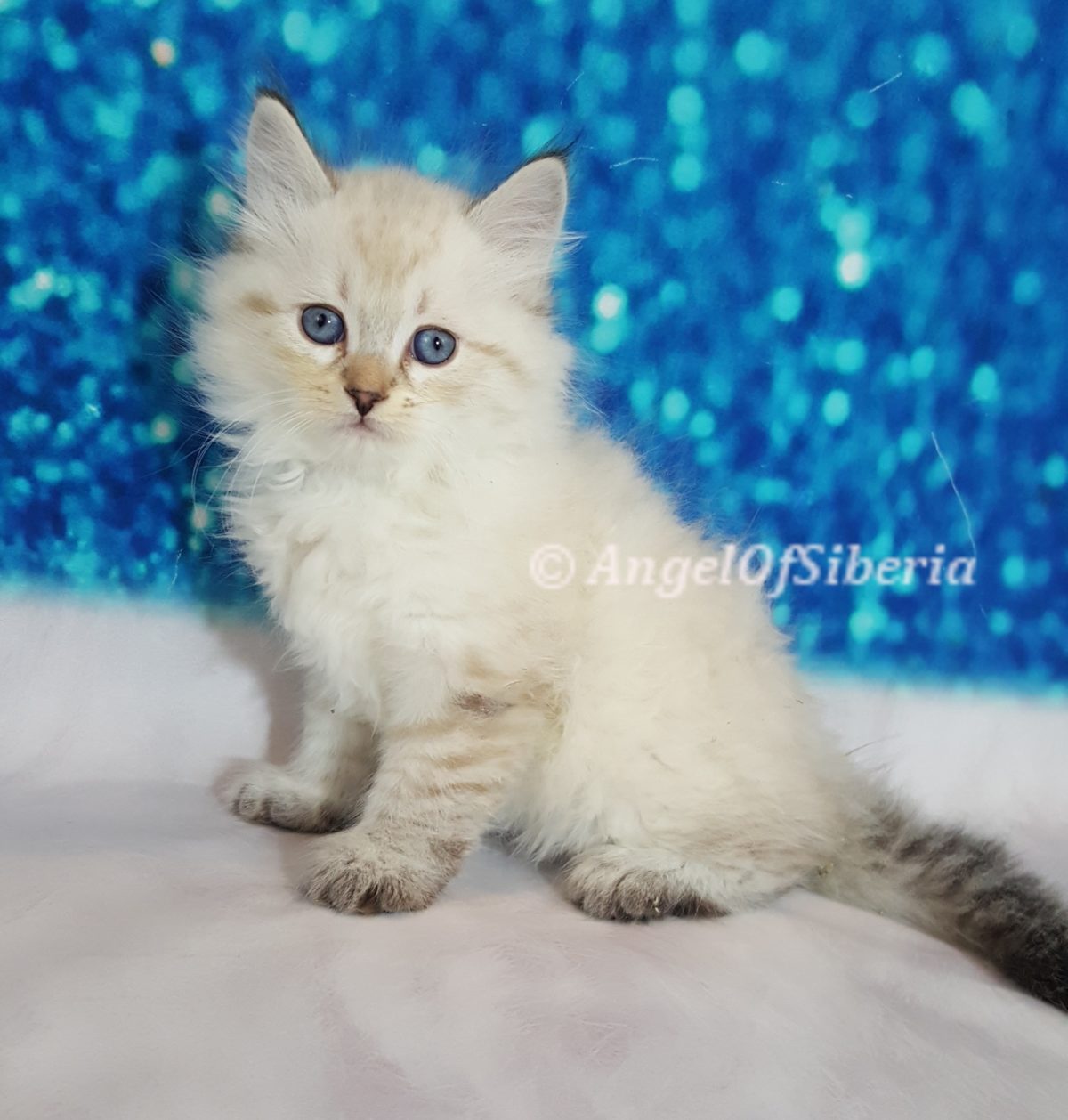 Blue Lynx Point Neva Masquerade Kitten I Angel of Siberia