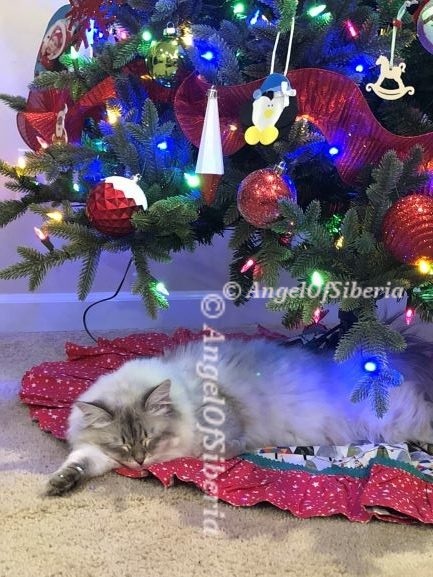 Luna, daughter of Orchid and Oskar