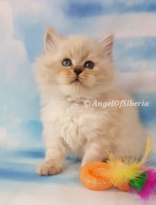 Blue Lynx Point Neva Masquerade Kitten I Angel of Siberia