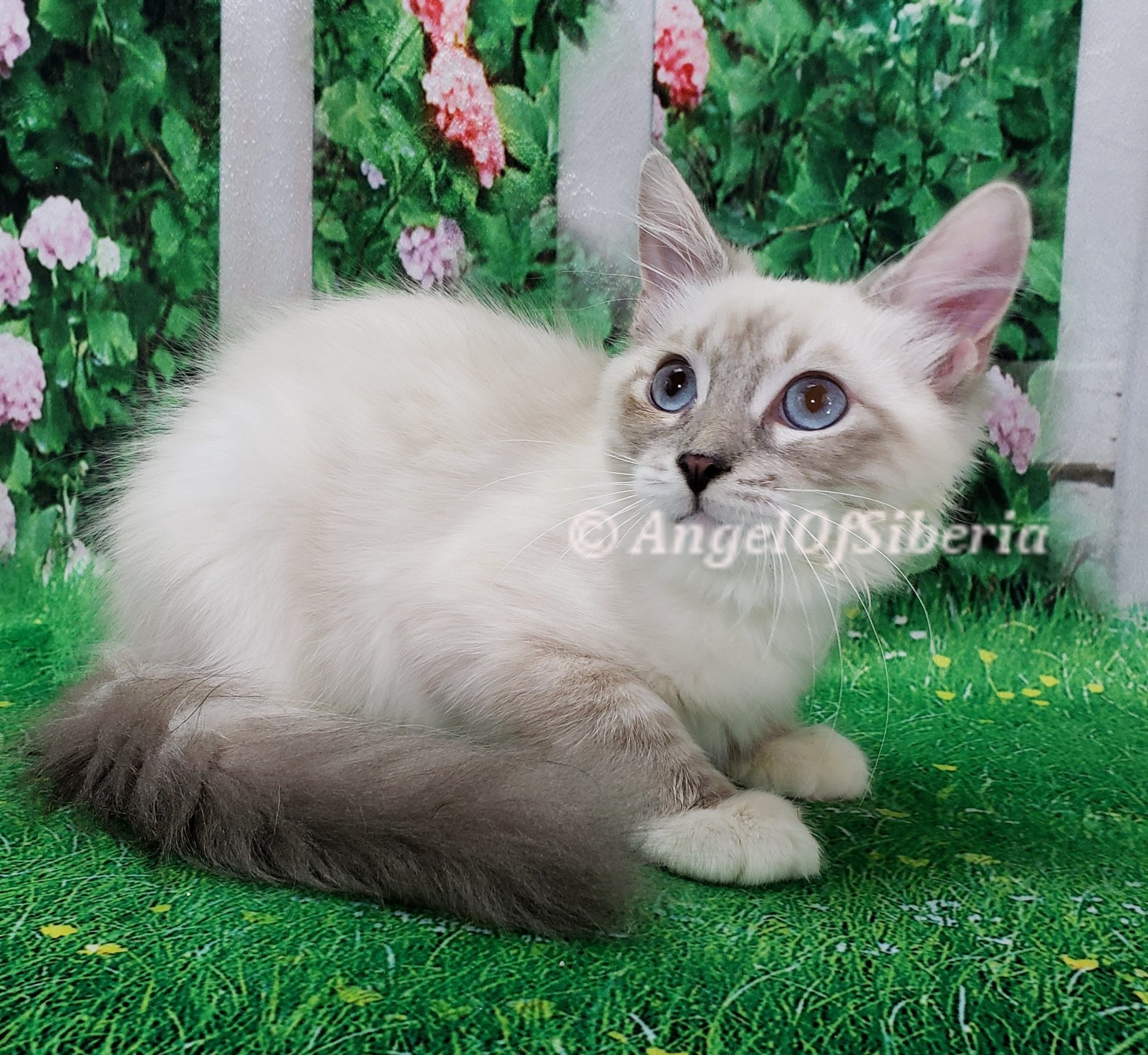 hypoallergenic Siberian kittens washington siberian catteries