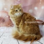 Izyum - RED GOLDEN SHADED W WHITE