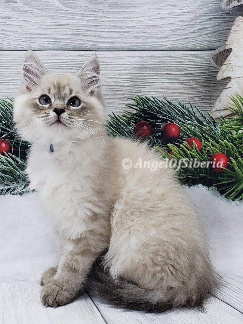 hypoallergenic Siberian kittens washington siberian catteries