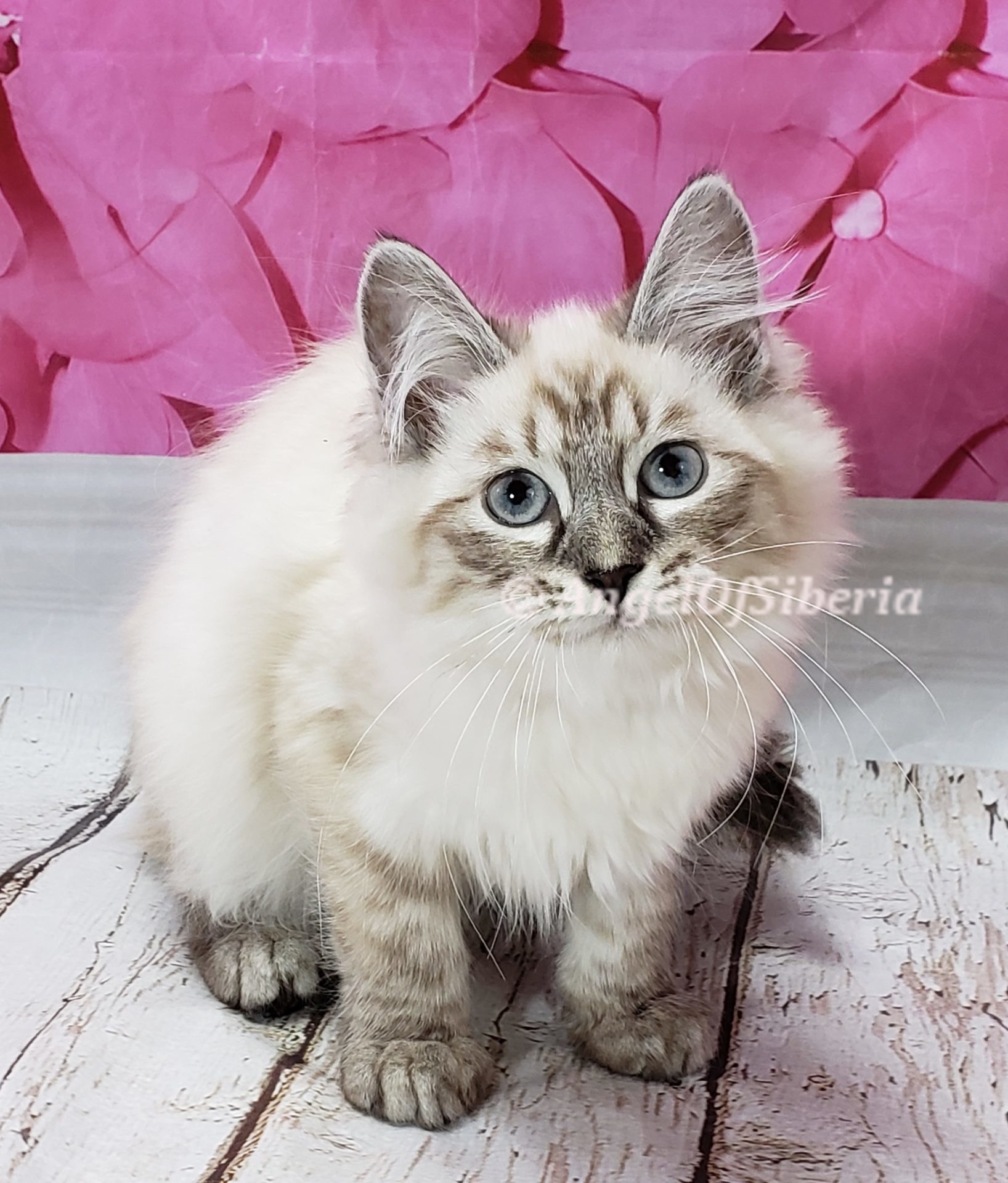 hypoallergenic Siberian kittens washington siberian catteries