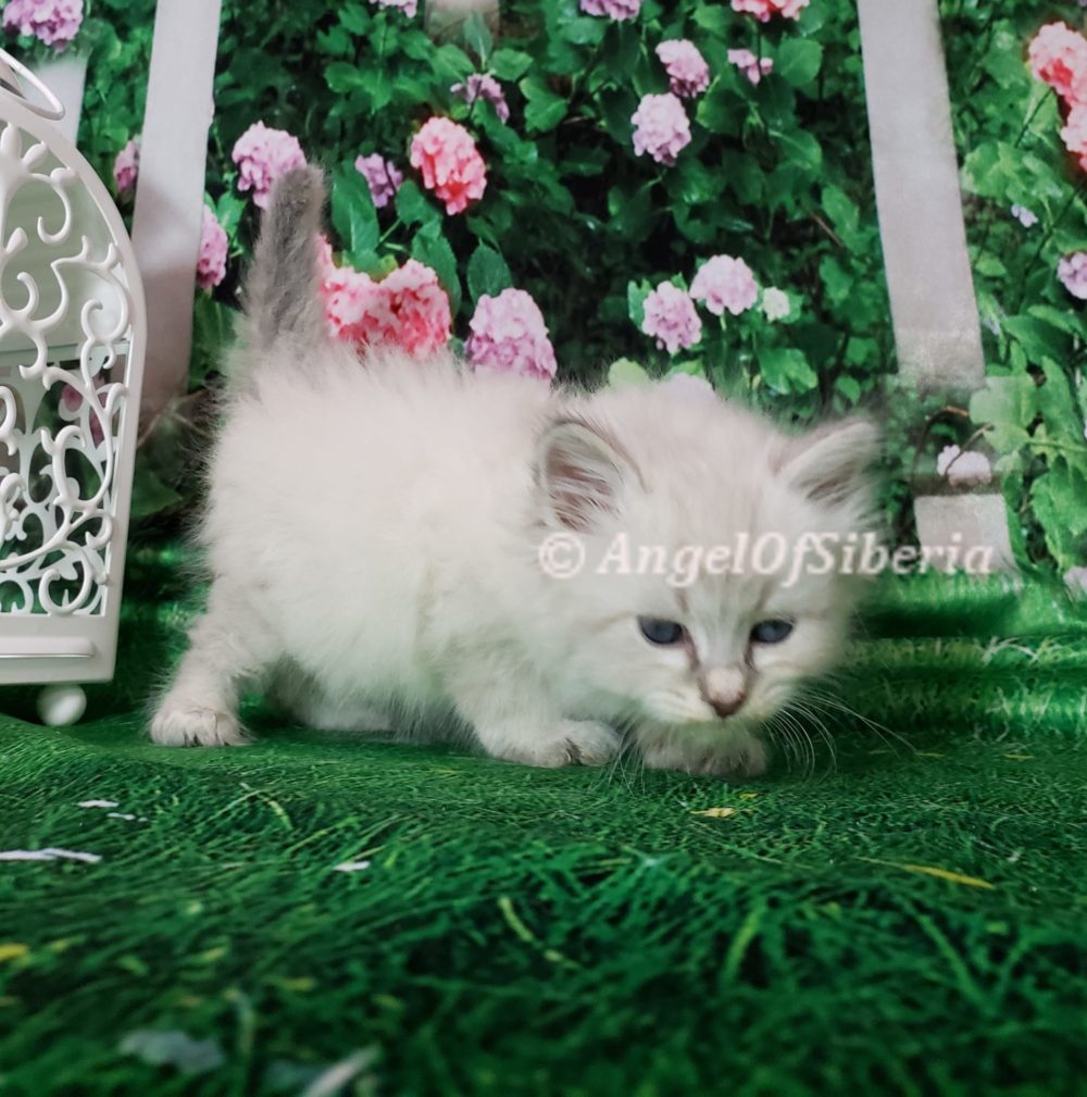 hypoallergenic Siberian kittens washington siberian catteries