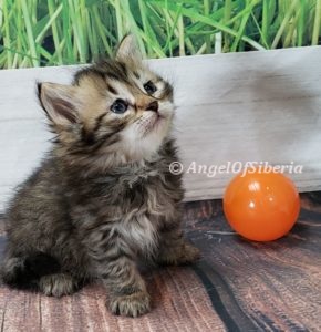 hypoallergenic Siberian kittens washington siberian catteries