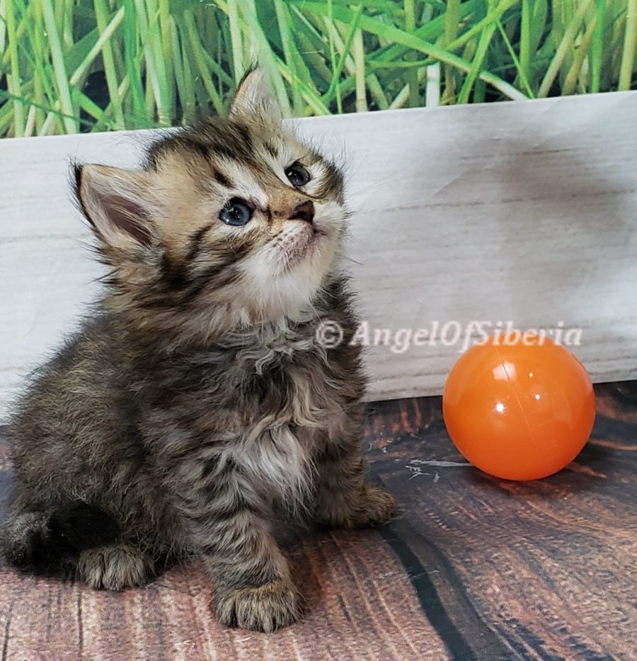 hypoallergenic Siberian kittens washington siberian catteries