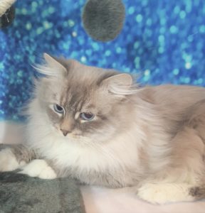 THUNDER- BLUE LYNX POINT W/ WHITE