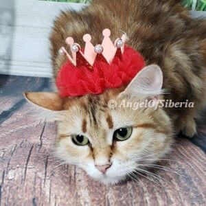 BLACK GOLDEN SHADED FEMALE hypoallergenic kittens, hypoallergenic cats, Siberian cats, Siberian kittens, traditional Siberian cat - Angel of Siberia