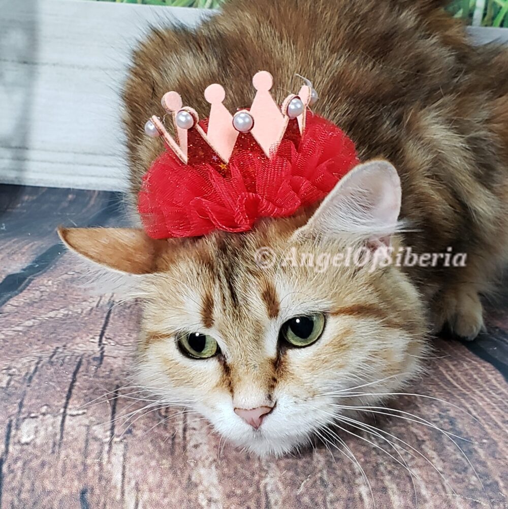 BLACK GOLDEN SHADED FEMALE hypoallergenic kittens, hypoallergenic cats, Siberian cats, Siberian kittens, traditional Siberian cat - Angel of Siberia