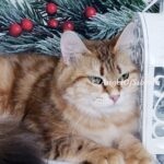 BLACK GOLDEN SHADED FEMALE hypoallergenic kittens, hypoallergenic cats, Siberian cats, Siberian kittens, traditional Siberian cat - Angel of Siberia