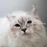 LINDA - BLUE LYNX POINT