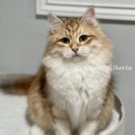 ANFISA - BLACK TORBIE WITH WHITE