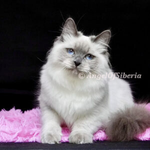 Siberian cattery, hypoallergenic cats