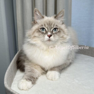 Siberian cat, Siberian kitten, forest cat
